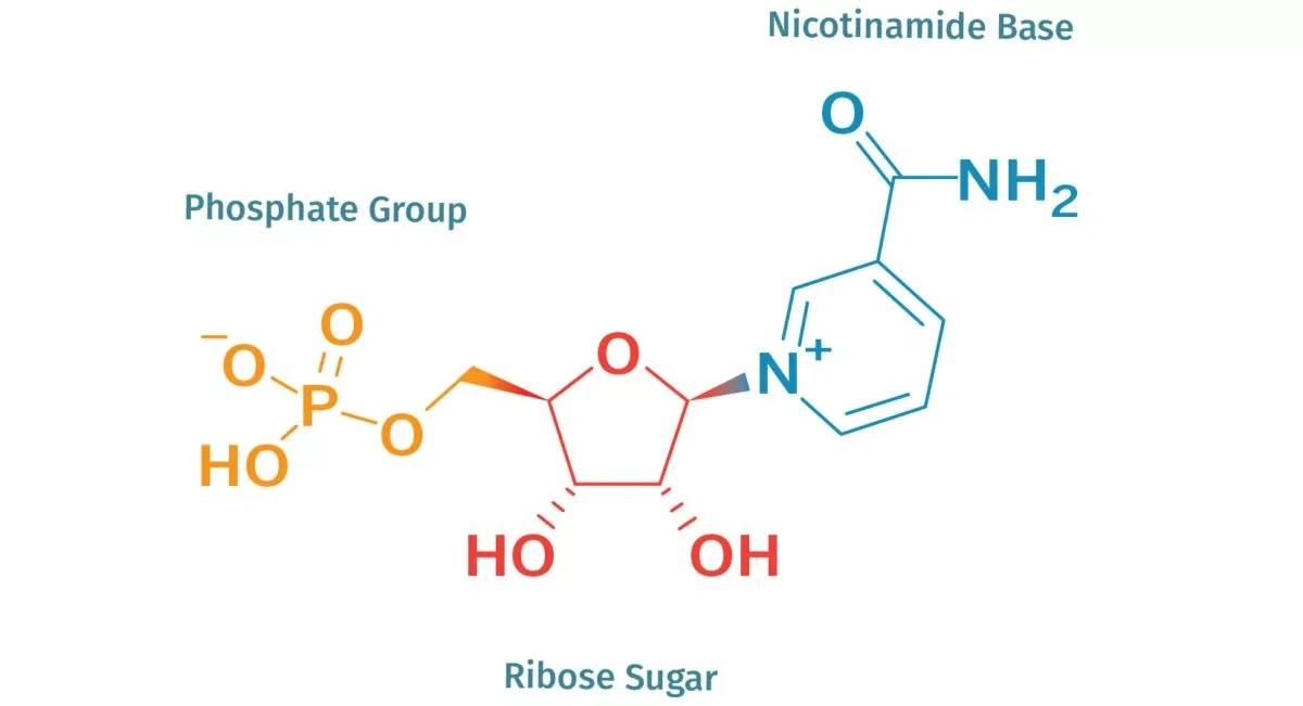 Nmn (β - Nicotinamide mononucléotide) Méthode d'extraction de l'enzyme naturel de la pureté ≥ 99 %