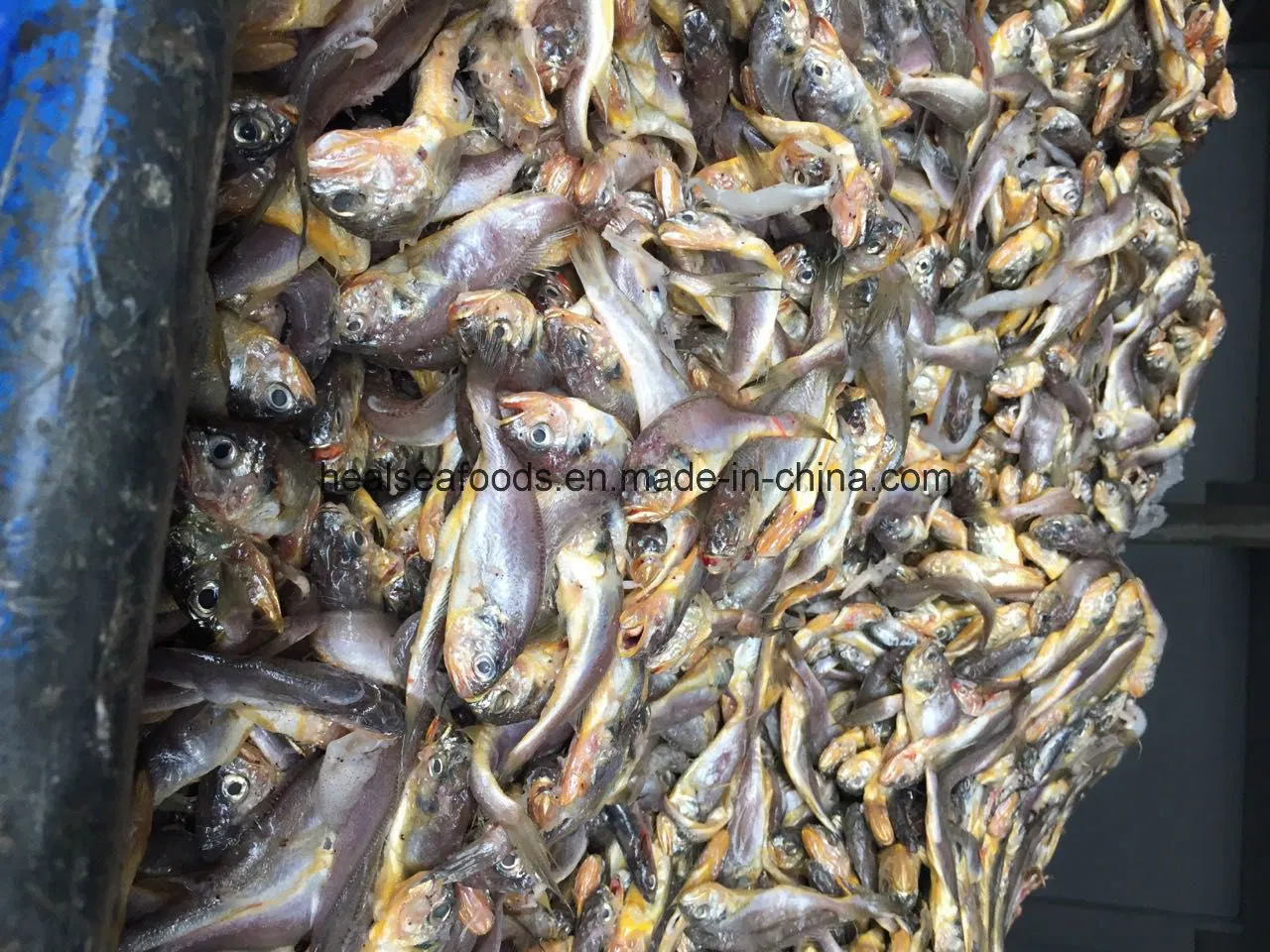 Marine Frische Meeresfrüchte Fisch Gelbe Croaker