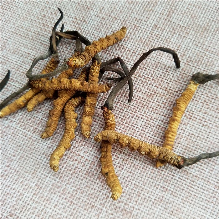 К началу страницы dongchongxiacao и Reishi китайской травяной медицине caterpillar грибки сушеные sinensis к началу страницы