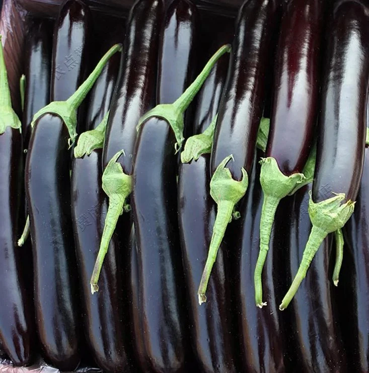 High Quality and High Yield Purple Eggplant Seeds