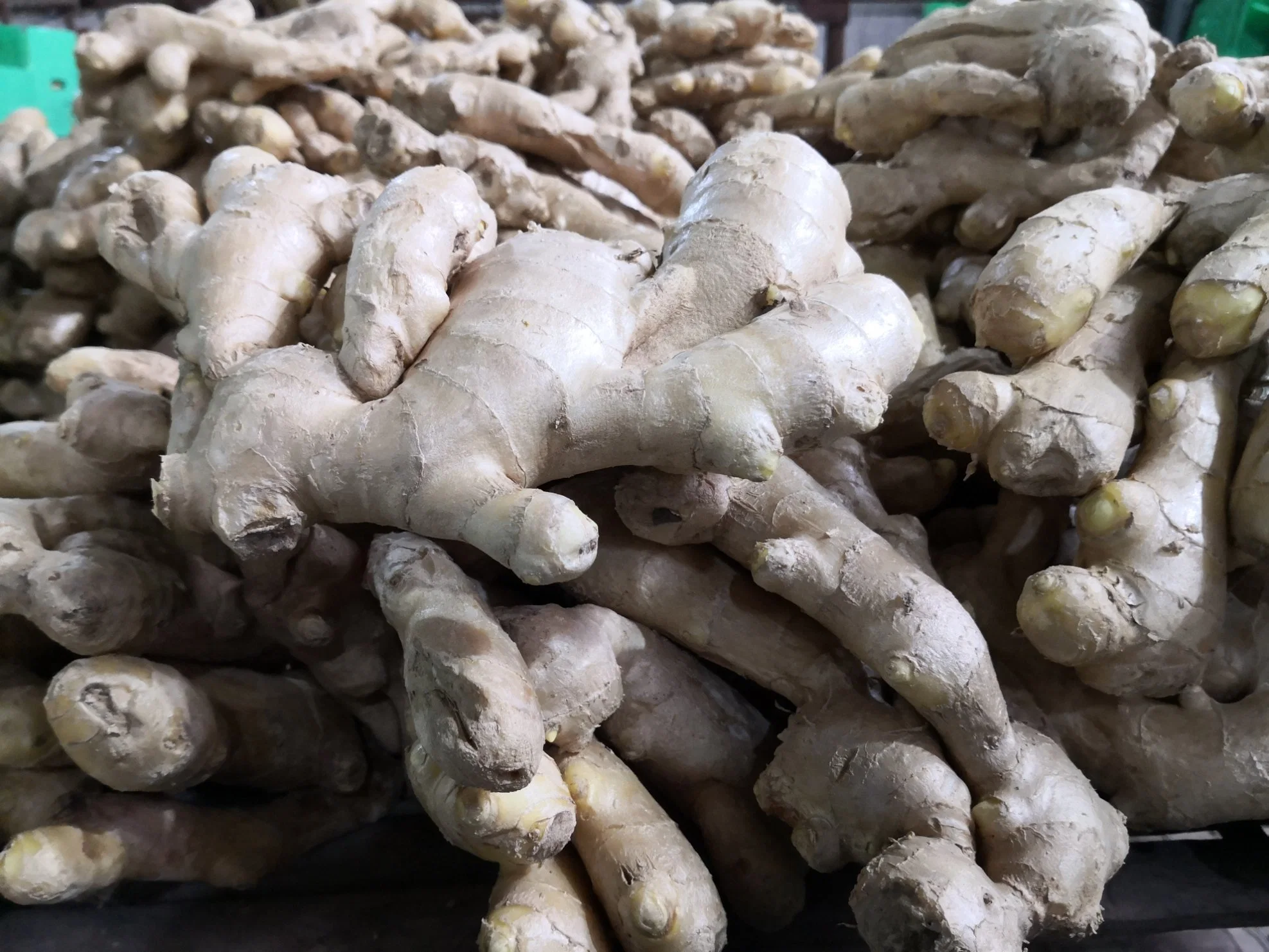 Air Dry Fresh Ginger in 5kg PVC Box