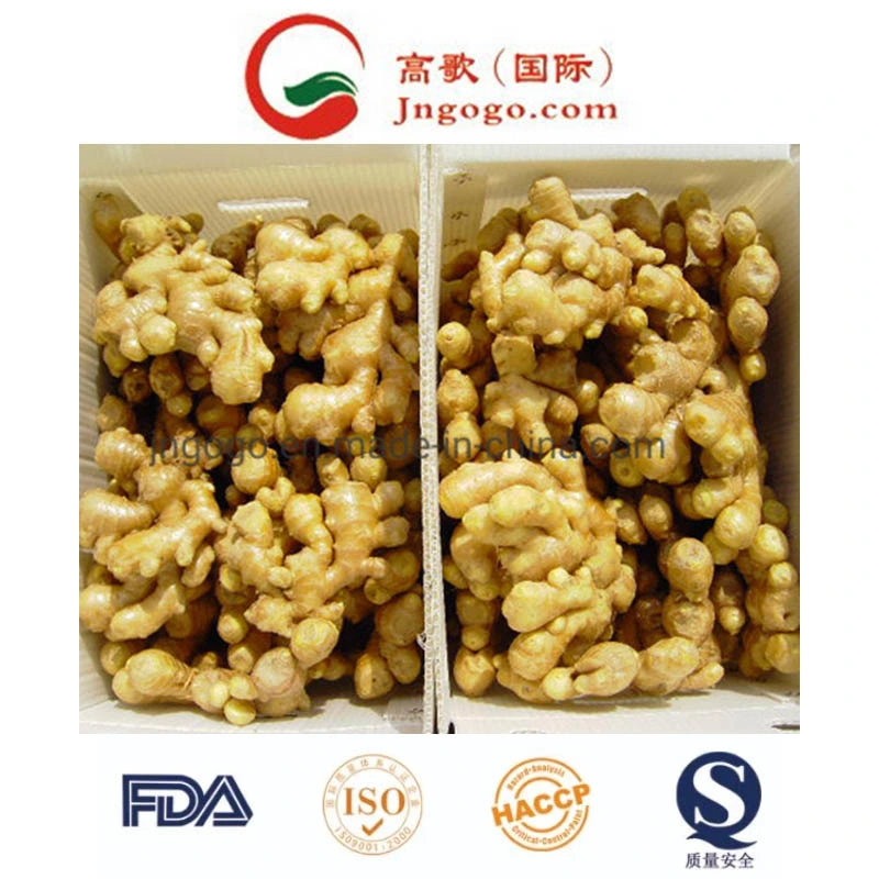 Professional Exporter of Fresh Ginger (100-250g)