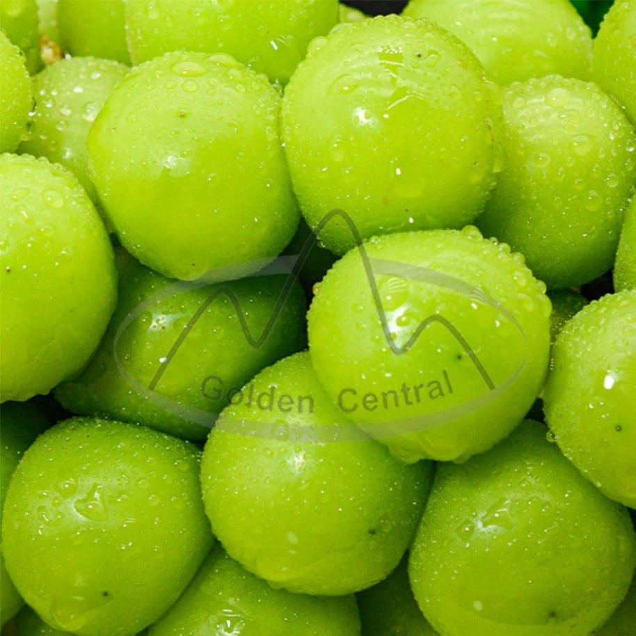 Shine Muscat Green Grape Fresh Sweet Juicy Sale to Overseas