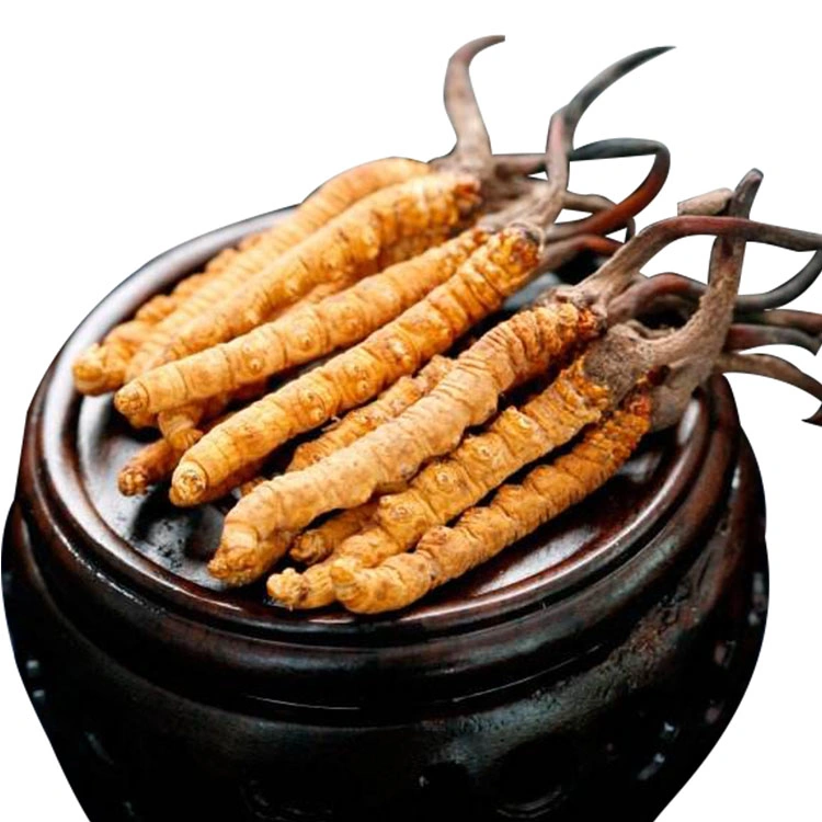 Poudre d'extrait de champignon Cordyceps Militaris Ophiocordyceps Sinensis pour le café aux champignons.