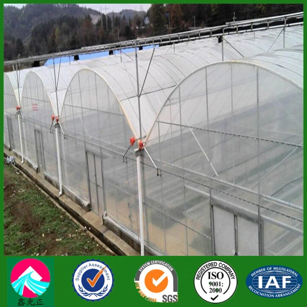 Commercial Multi-Span Plastic Film Greenhouse