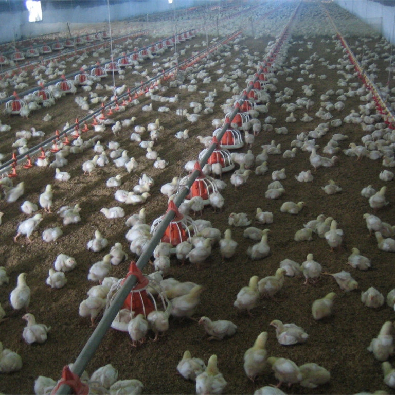 Ventilación del túnel de la casa de aves de corral para el Equipo de granja avícola