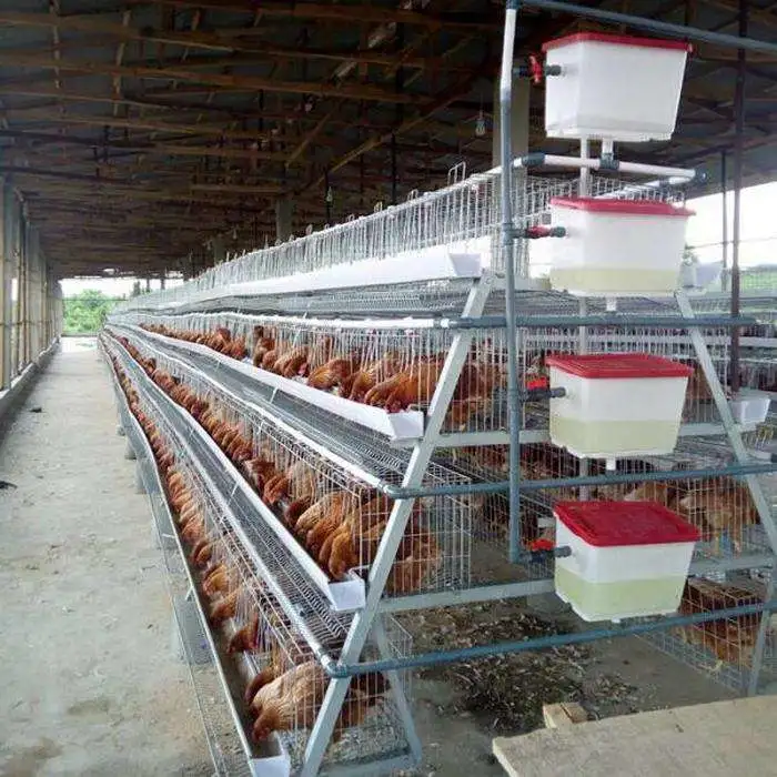 Un type de poulet Hot-Dipped galvanisé Cage/coop/versé pour les poulets de chair ou de poules pondeuses