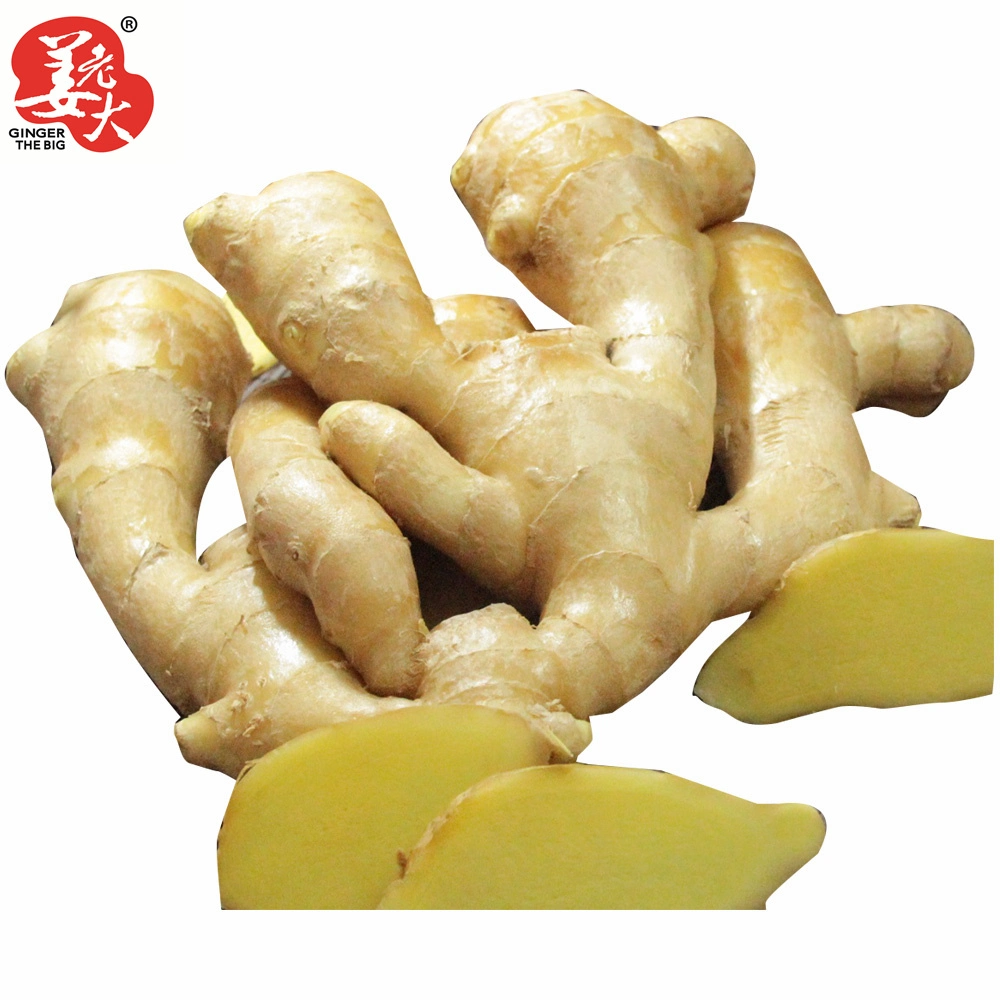 Supply Good Qualituy Chinese Fresh/Air Dried/ Organic Ginger