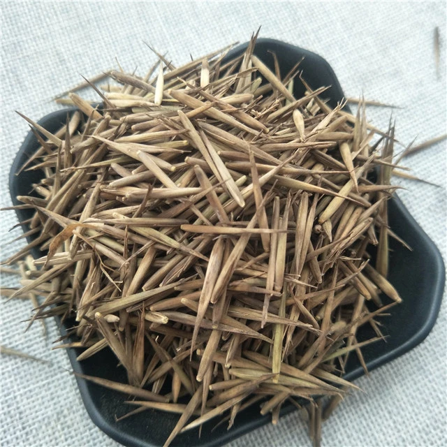 high germiration Phyllostachys pubescens seeds moso bamboo seeds