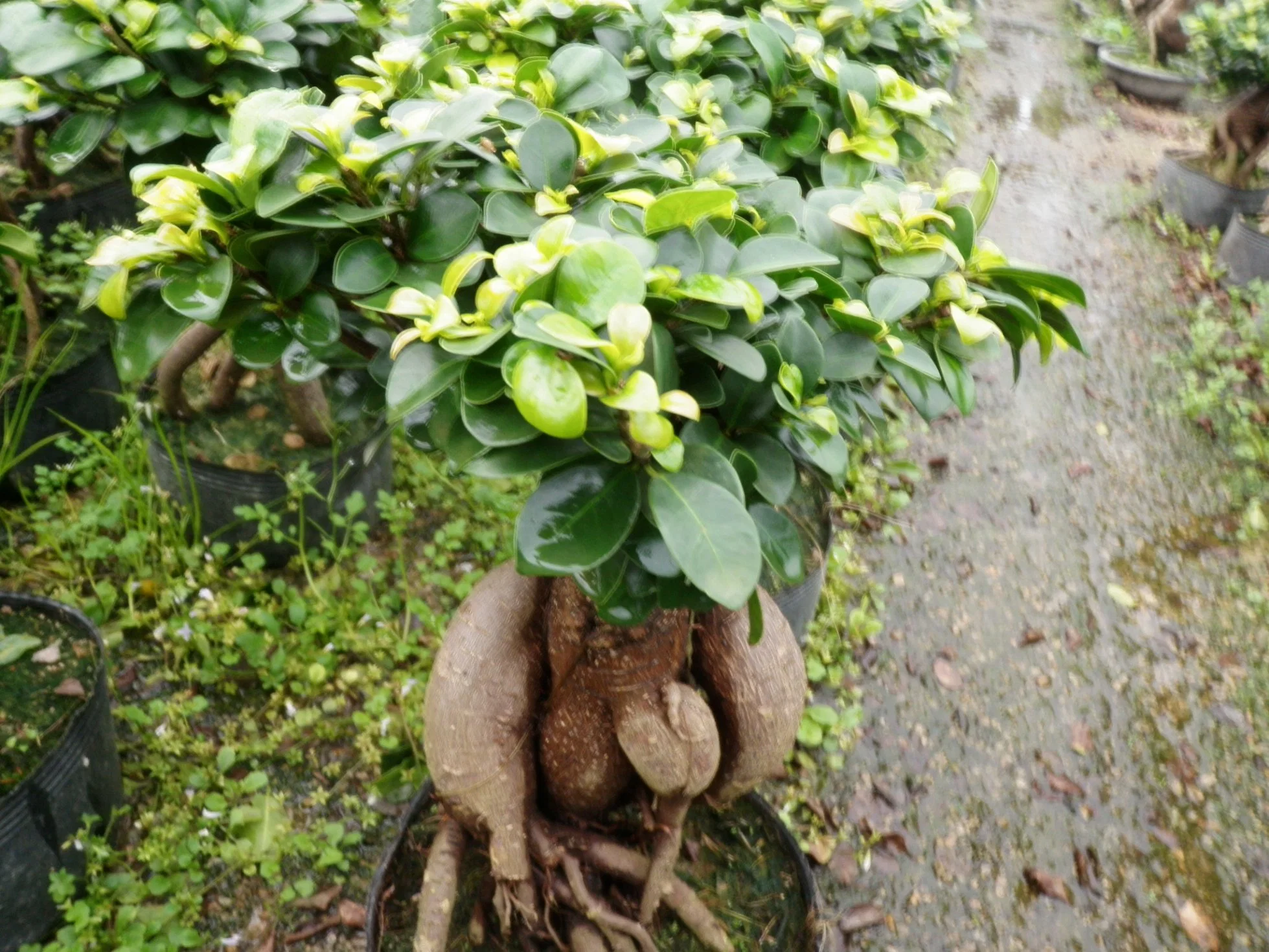 Ficus microcarpa Ginseng árbol Bonsai