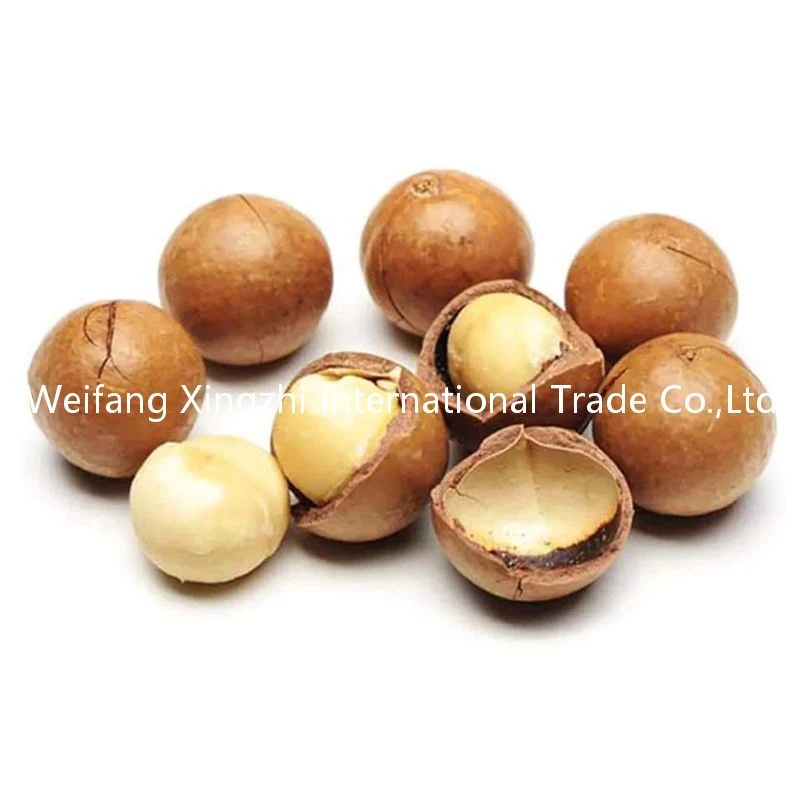 Chinese Low Price Roasted Macadamia Nuts for Wholesale