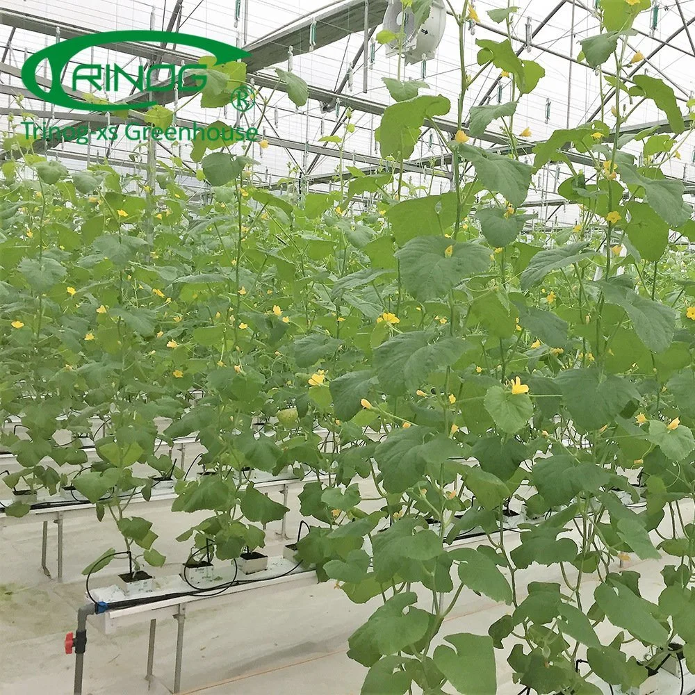 Agriculture Multi-Span Cultivation Hydroponics System Film Green House for Vegetable Planting