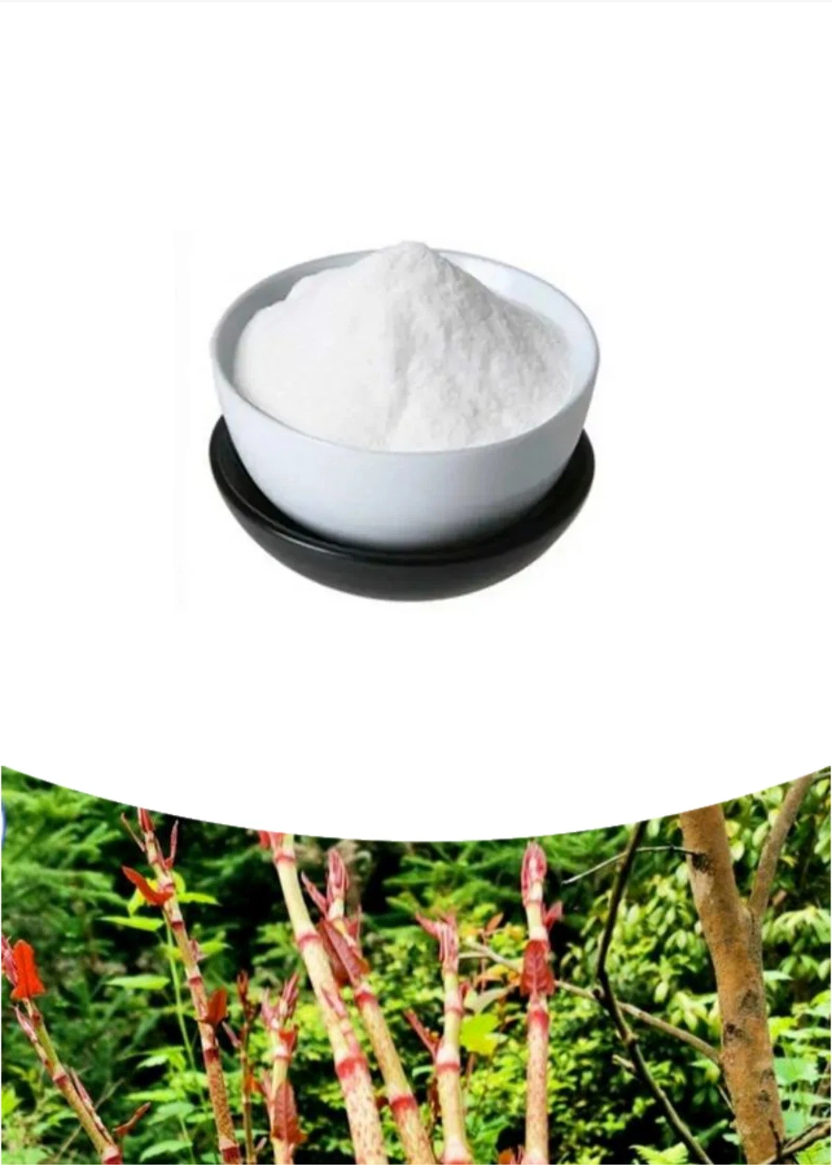 98% Trans-Resveratrol polvo Resveratrol cápsulas Polygonum cuspidatum Extracto raíz no CAS 501-36-0