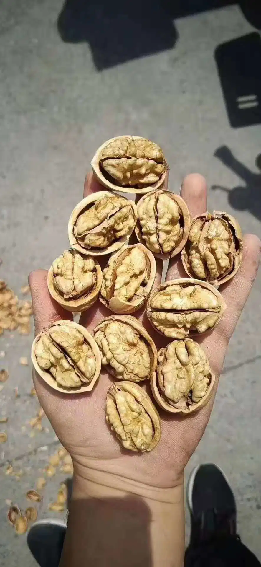 Xin2 nueces de China