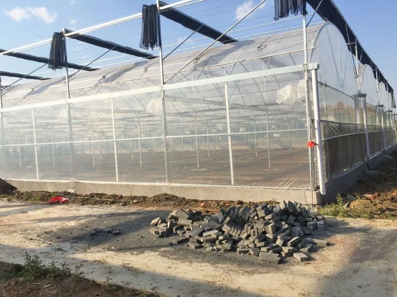 Invernadero de bajo costo plástico Fresa Greenhouse