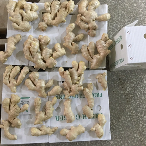 Chinese Fresh Factory Air Dried Ginger in Euro Quality Standard