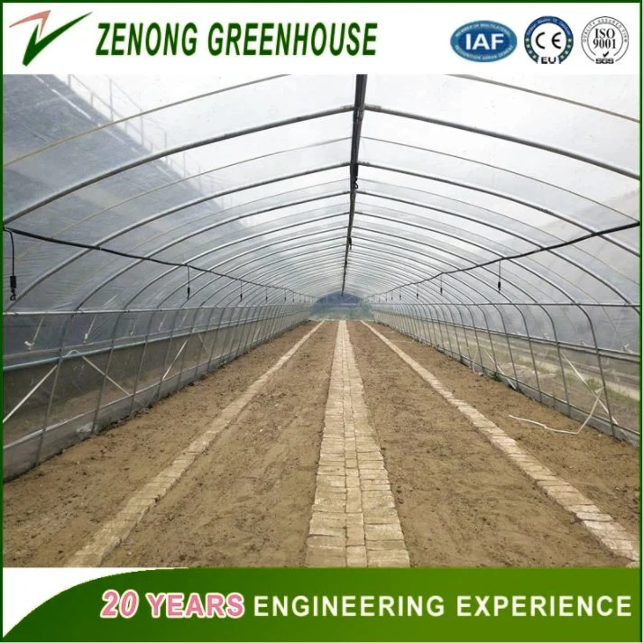 High Quality Film Greenhouse Used for Planting Tomato/Cucumber/Pepper etc Vegetables Soilless Cultivation