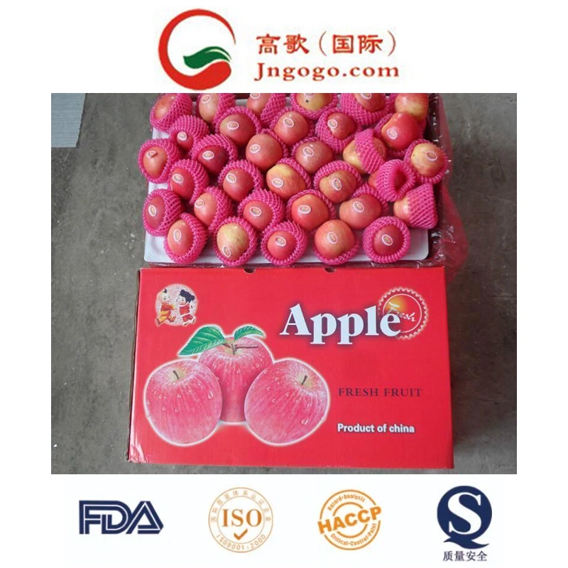 125 Fresh Red FUJI Apple Large Supplier