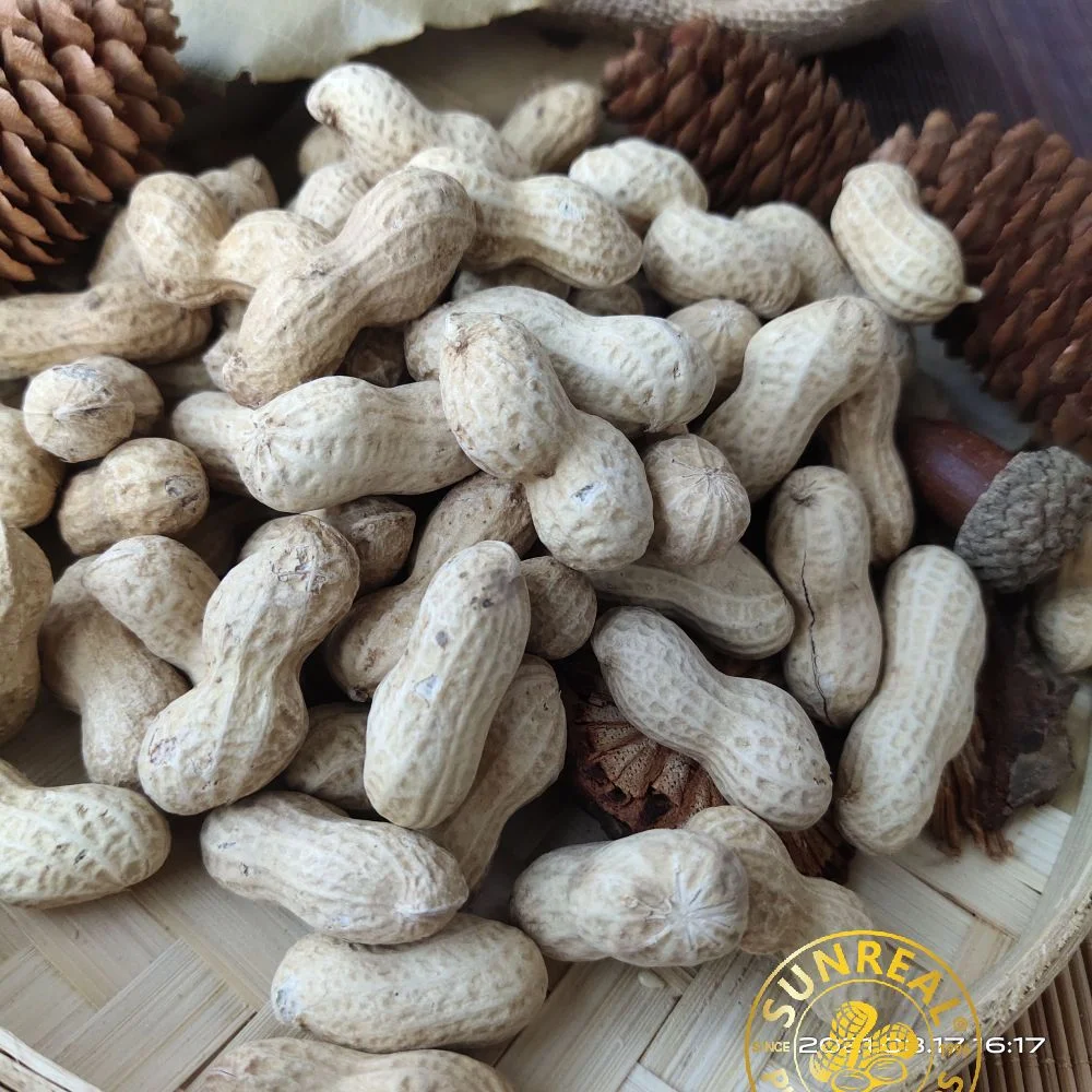 2021 Raw Peanut في Shell/Java/Good Services