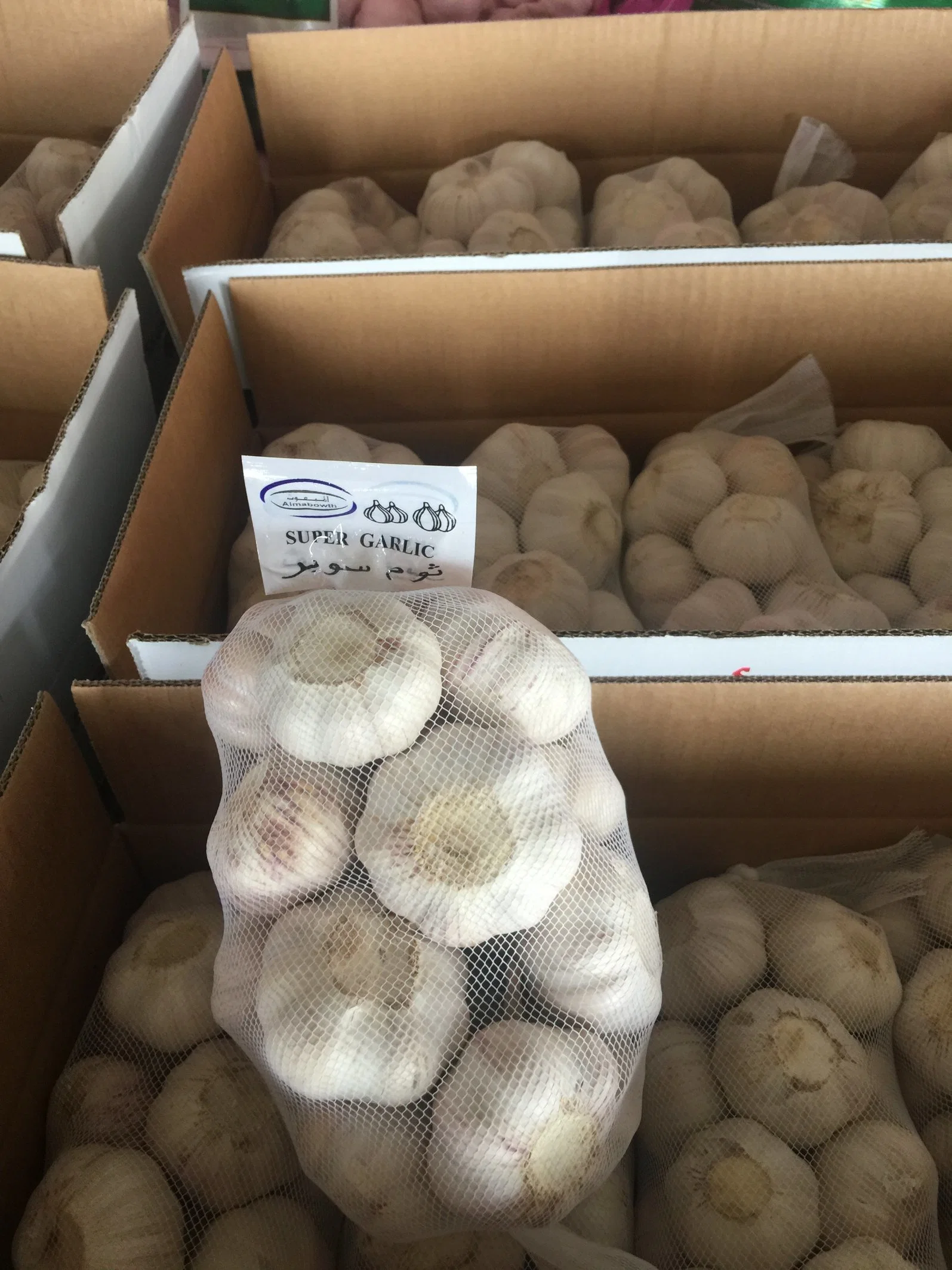 China New Crop Fresh Normal Garlic