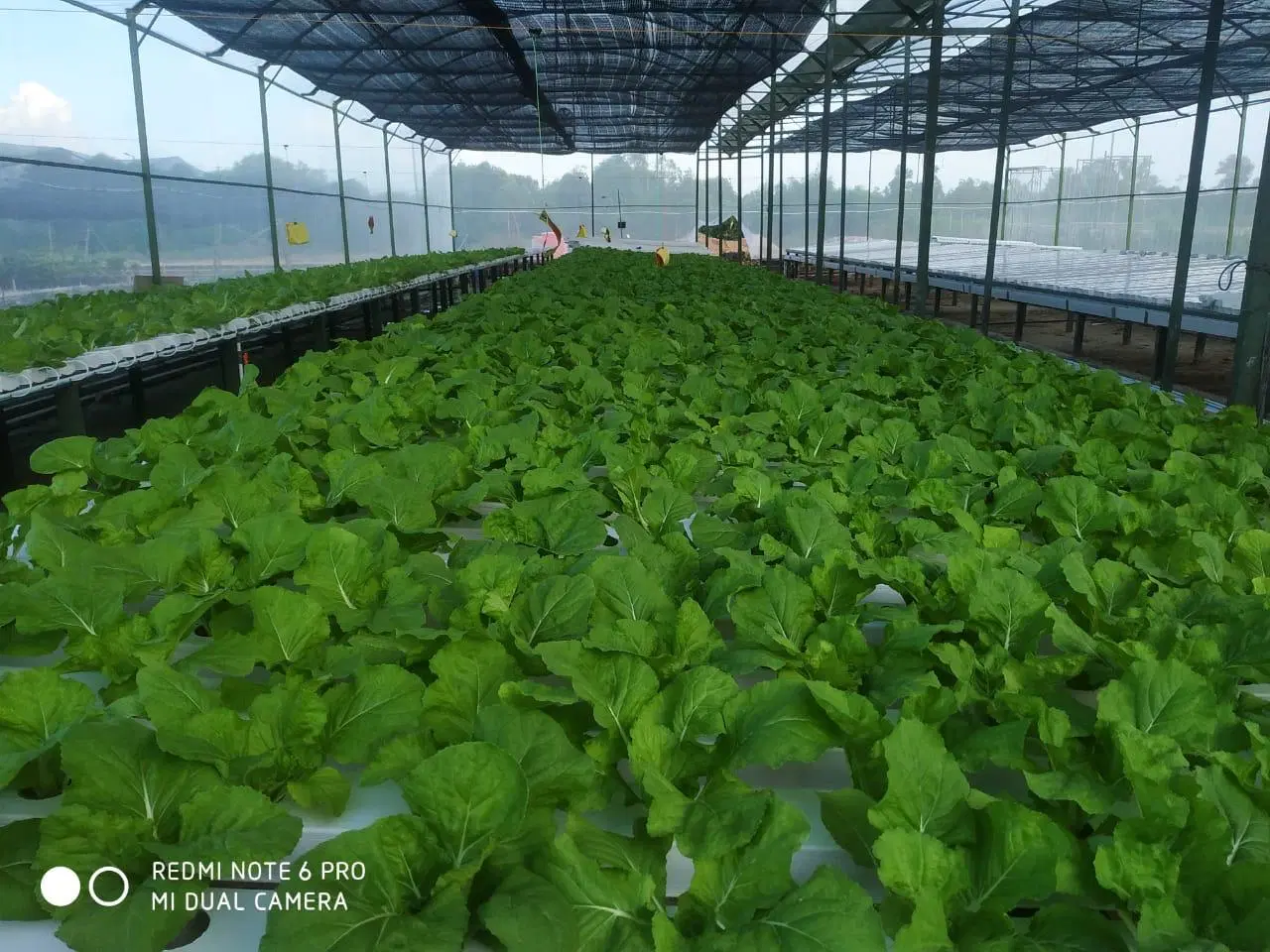 Hydroponischer Nährstoff Gemüsebepflanzungssystem Gewächshaus Blattgemüse Wachsende Pfeife Kanal