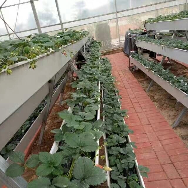 Теплица Коммерческая ПВХ канал Гидропонные NFT системы для выращивания Листовые овощи