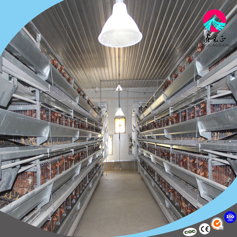 Sale High quality/High cost performance  Layer Chicken with Cages