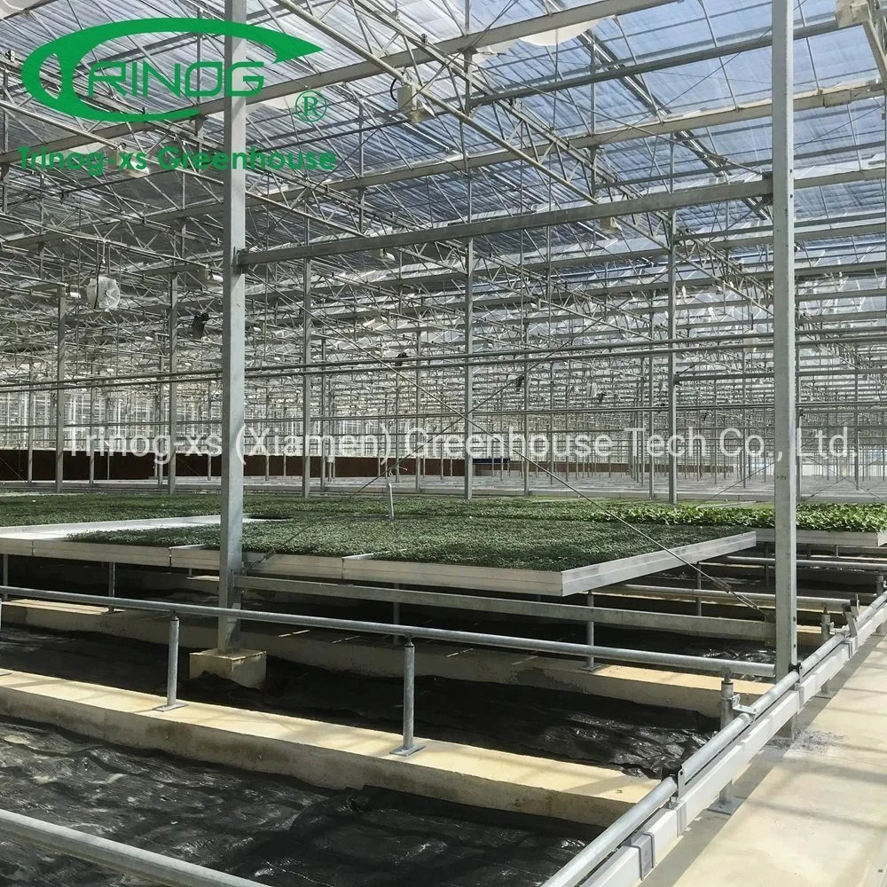 Agrícolas automático del tubo de acero galvanizado de gran tamaño de efecto invernadero de cristal de la estructura interior con sistema hidropónico