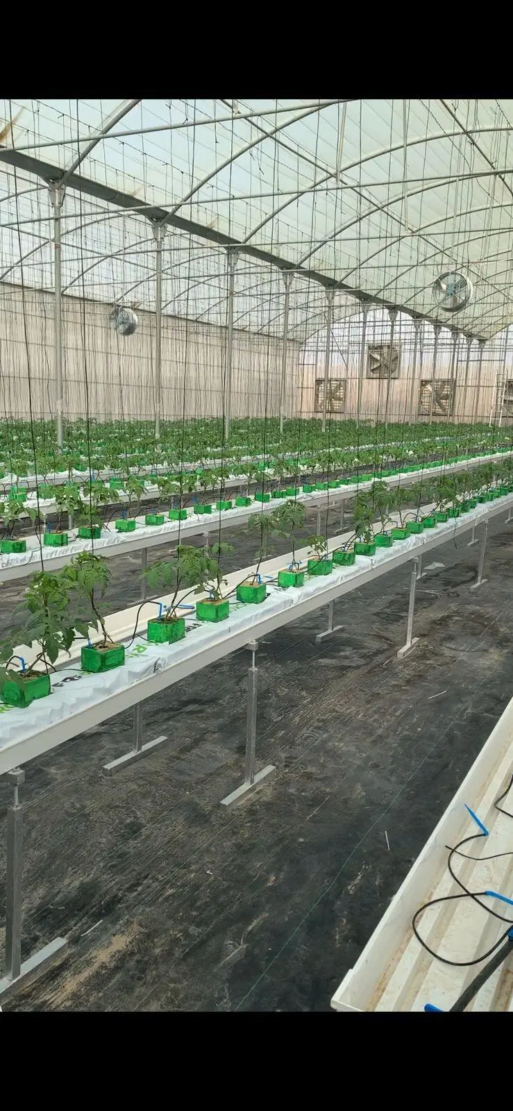 Manufacturer Tomato Growing Gutter with Cocopeat Grow Bag Irrigation Drip System