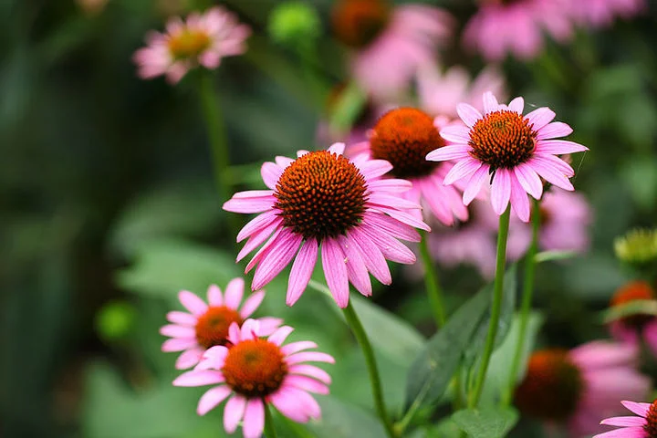 Extracto de Echinacea 4% polifenoles para extracto de Echinacea 10: 1 polvo