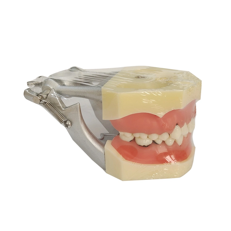 Modelo de estudio Dental modelo periodontal