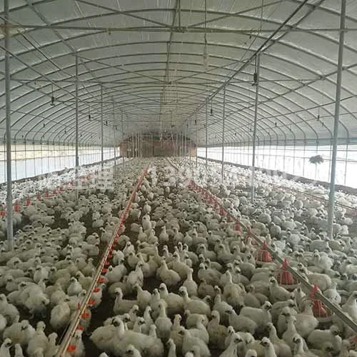 Steel Structure Henhouse From Qingdao Xgz Steel Structure for Chicken Farming Quality Steel Structure