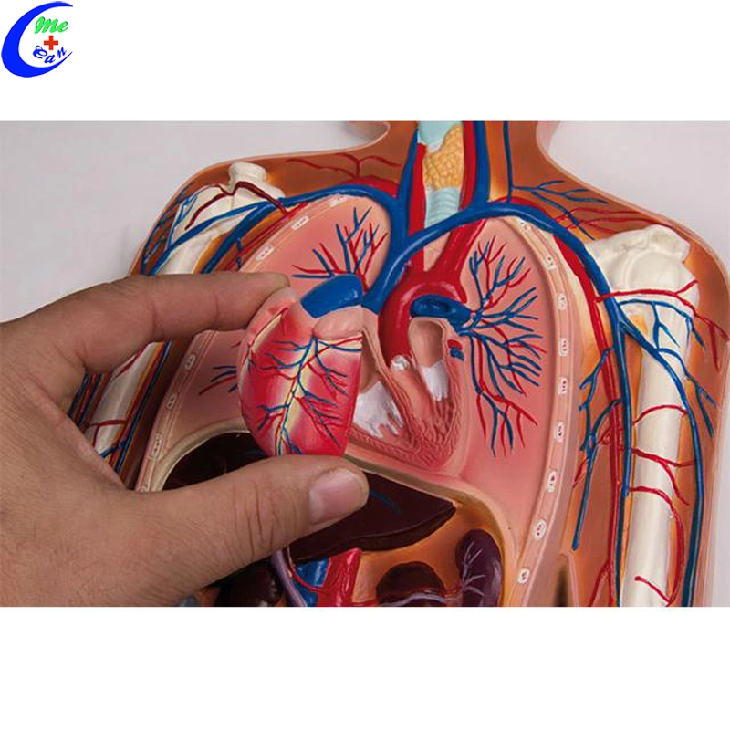 Medizinisches Anatomisches Modell Des Menschlichen Blutes Zirkulationsmodell