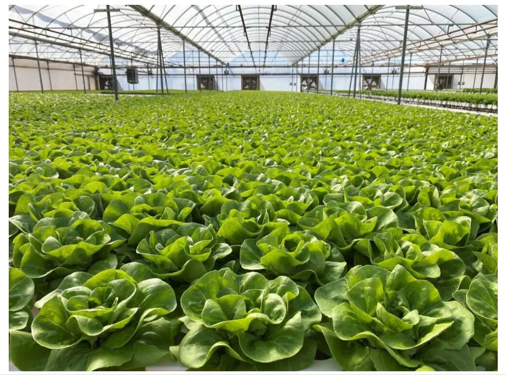 Vegetable Gardening Products 4X2 Inch Channel 100*50mm Gutter Plastictray for for Lettuces Salad Herbs Asian Leafy Greens Vegetables Commerical Greenhouse Use