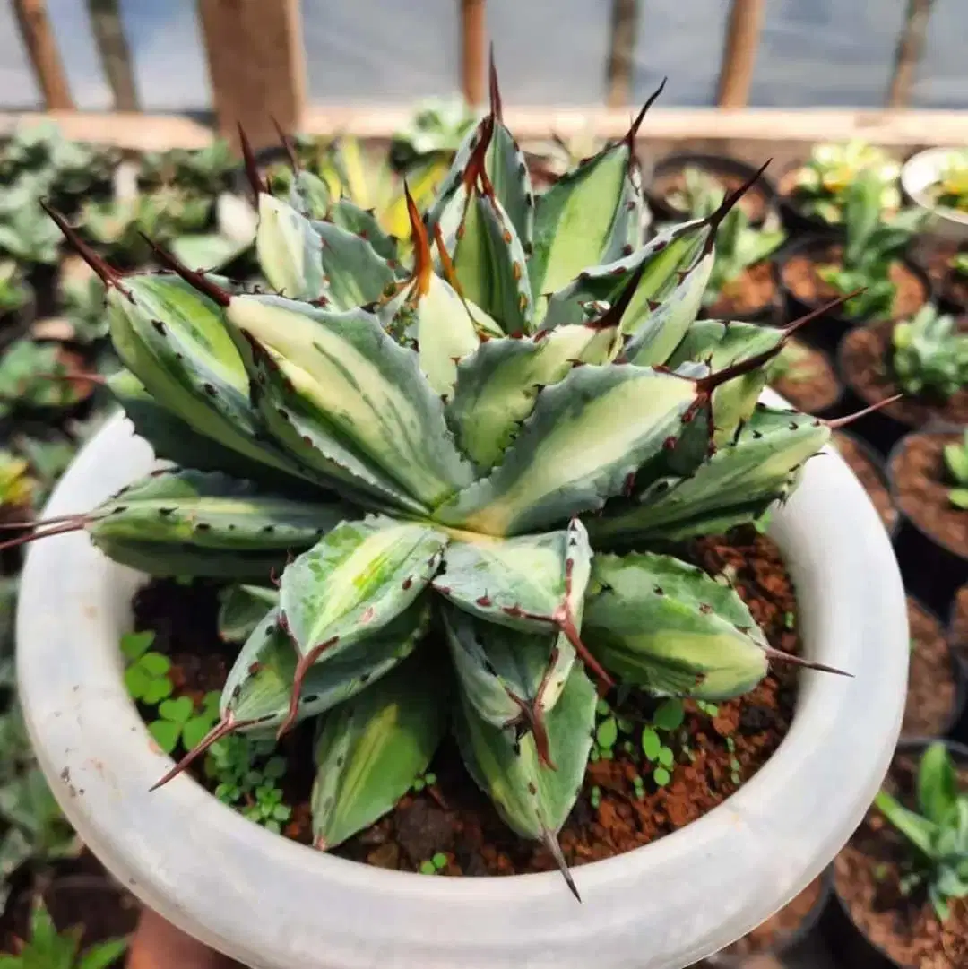 Agave Potatorum CV Cubic Variegated Ready for Wholesale/Supplier