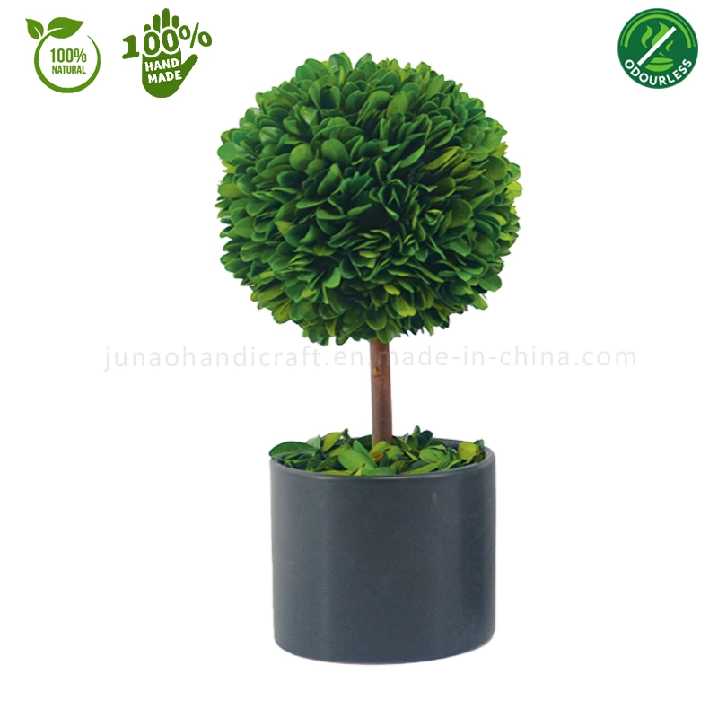 100% Natural Preserved Boxwood Topiary Bonsai White & Black Column Potted Plant