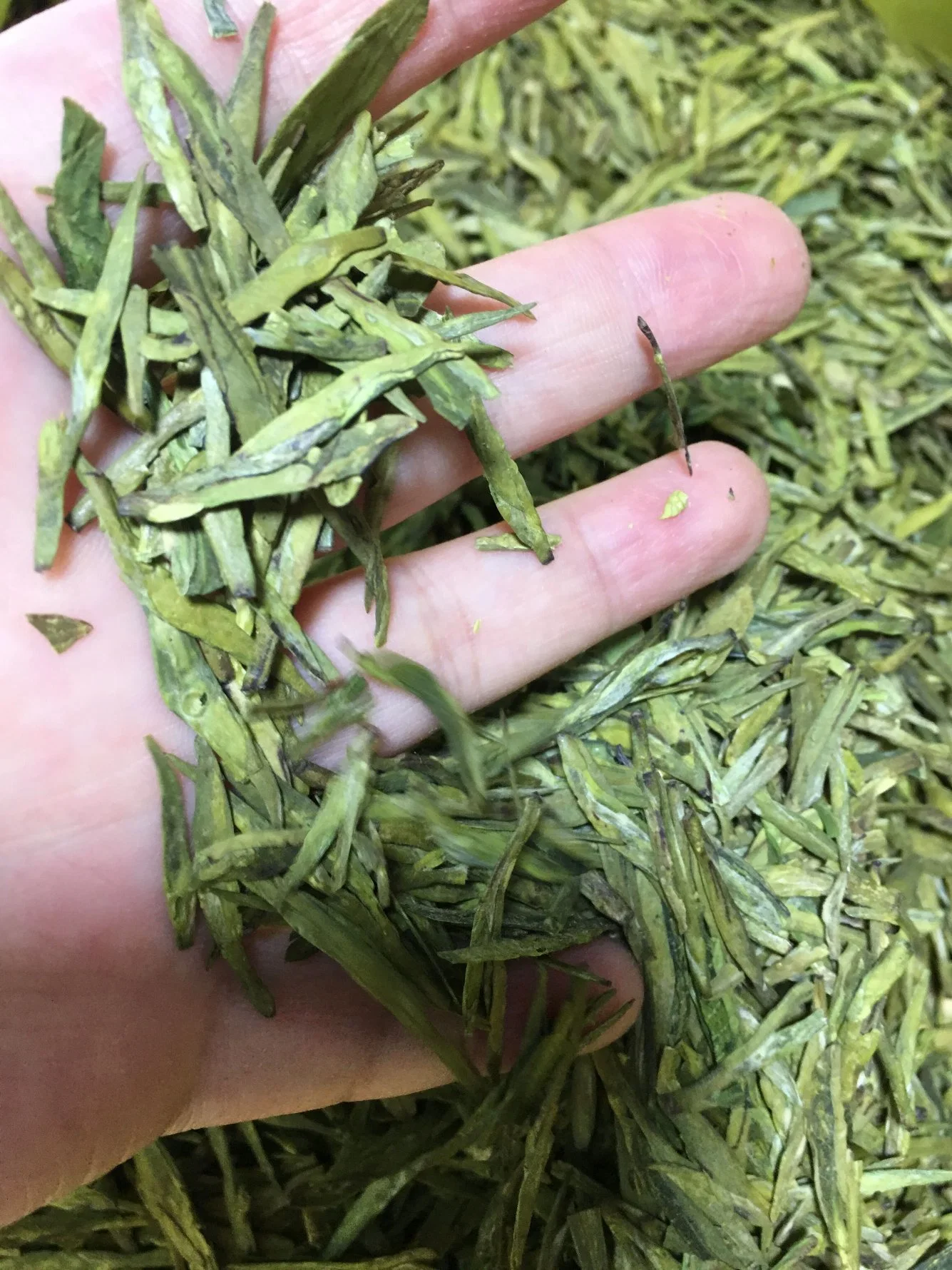 El té de la parte superior China - Té verde chino Dragón sano y buen gusto