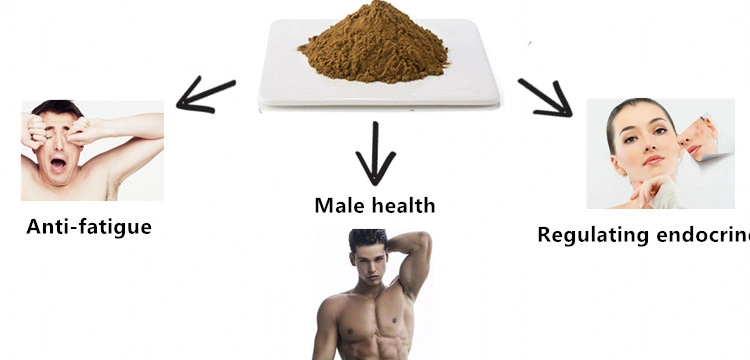 Plant Extract High quality/High cost performance  Purity Plant Extract Maca Extract 10: 1 Brown Yellow Powder for Male Health Care Maca Root