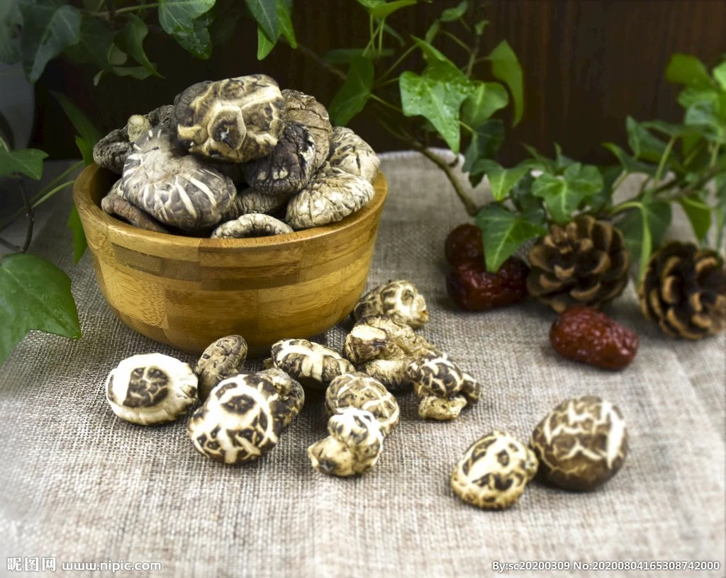 Getrockneter Shiitake Pilz für Hühnersuppe in erstklassiger Qualität