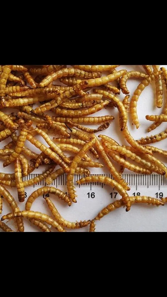 Dried Mealworms for Ornamental Fish Food