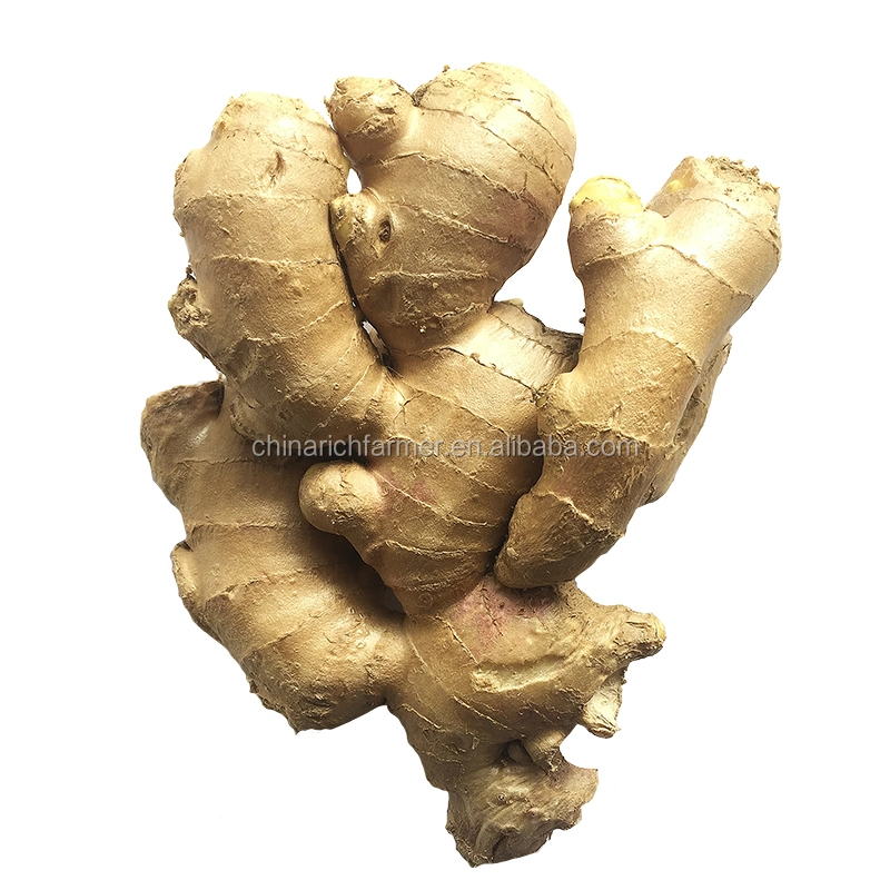 Fresh Ginger for Cooking and Drinking