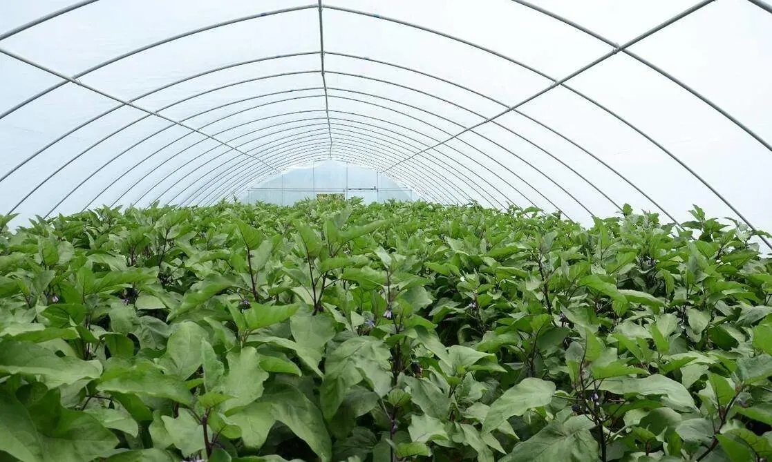 Agriculture/Farm/Single-Span/Tunnel Plastic Film Greenhouse with Irrigation System for Tomato/Cucumber Planting