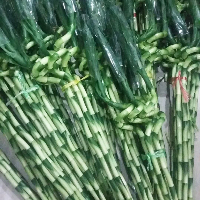 Factory Price Spiral Curl Lucky Bamboo Wholesale/Supplier Garden Supply