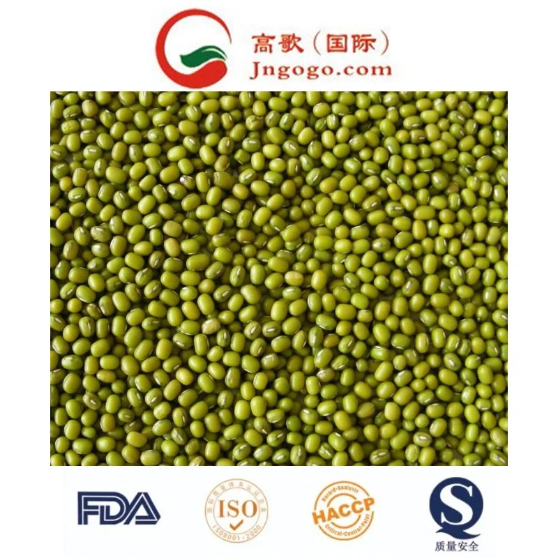 China brotó de alta calidad de proveedor de frijol Mung verde