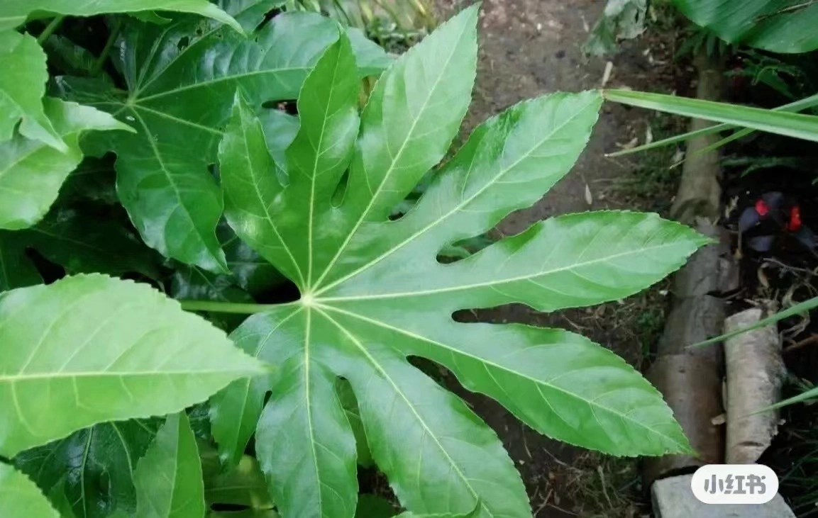 Hojas de corte fresco Bajiao hoja para la hermosa decoración de flores de jardín