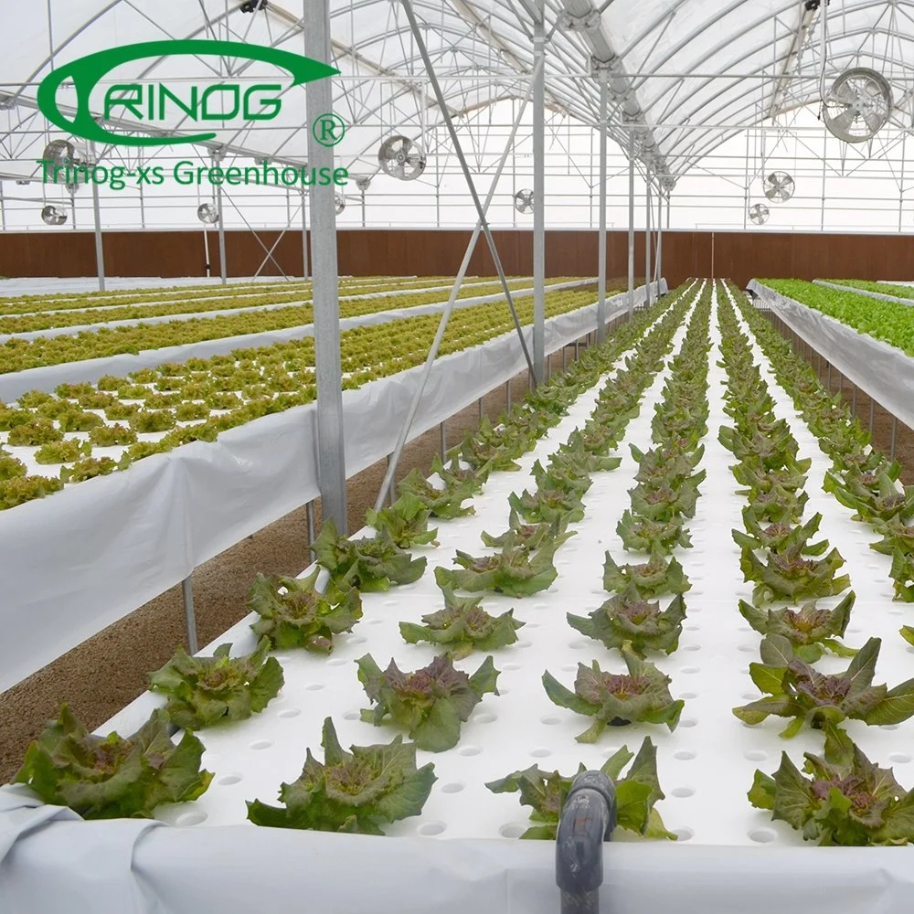 Cost-effective Film Agriculture Greenhouse With Hydroponic Growing System