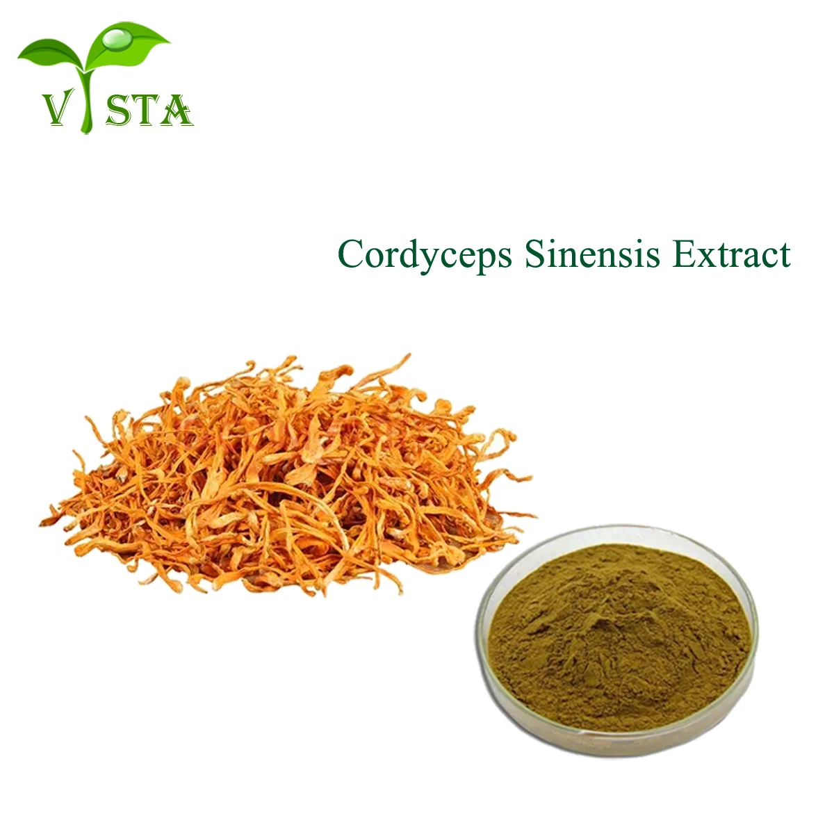 Natürliche Pilzesaitelin Sinensis Militaris Extrakt Cordyceps Extrakt 30% Polysaccharide Cordyceps Extrakt