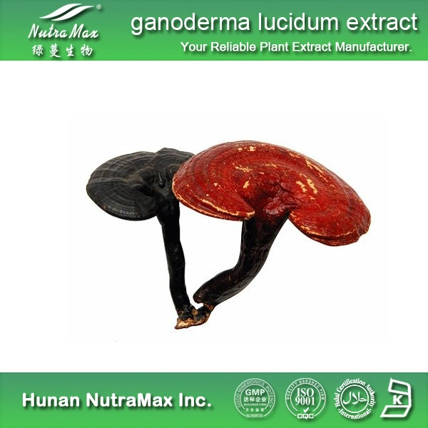 High Quality Ganoderma Lucidum Extract (10%~50% Polysaccharide)