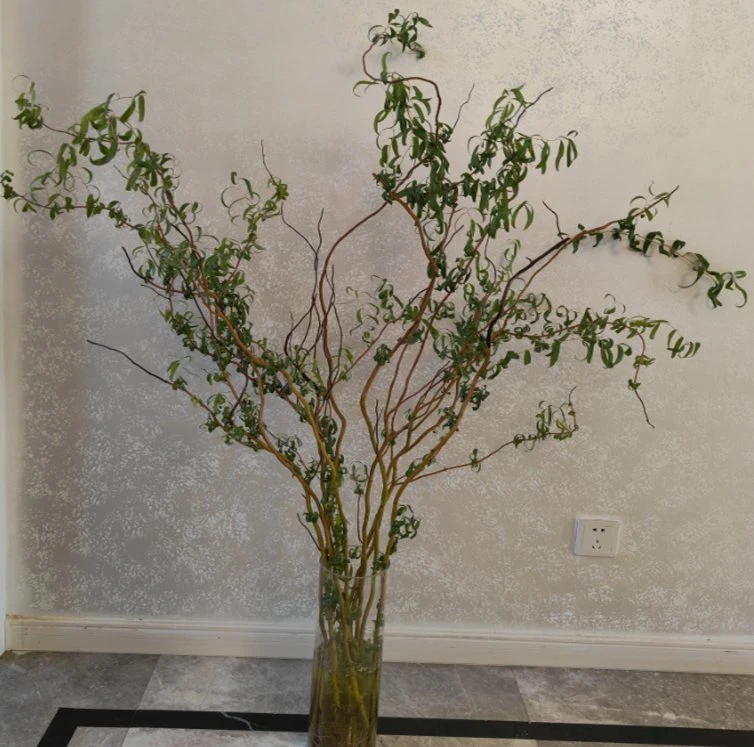 High quality/High cost performance Long Stem Natural Bulk Flowers Fresh Cut Salik Stick From China