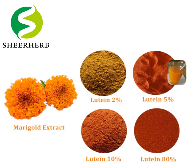 Marigold Flower Extract Lutein Ester Cold Water Soluble Powder 5% 20% Marigold